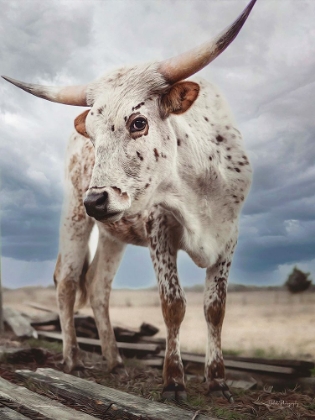 Picture of CLOUDY DAY COW