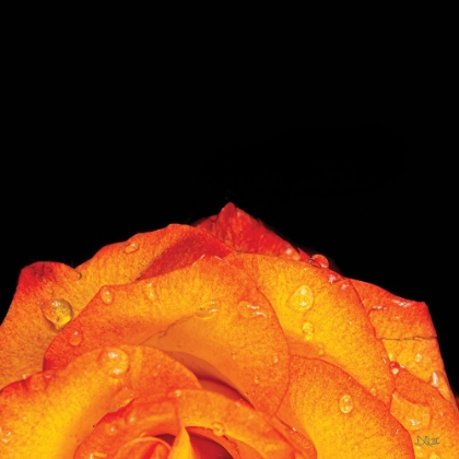 Picture of ORANGE PETALS