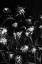 Picture of BEAUTY IN THE DARKNESS