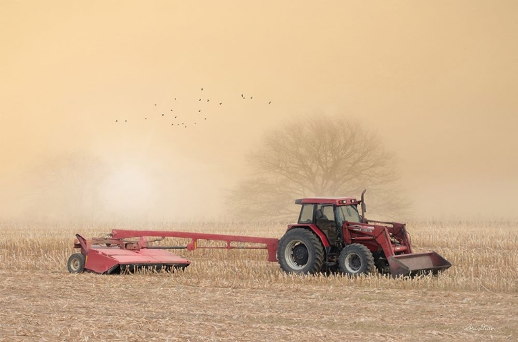 Picture of FOGGY MORNING IN THE FIELD