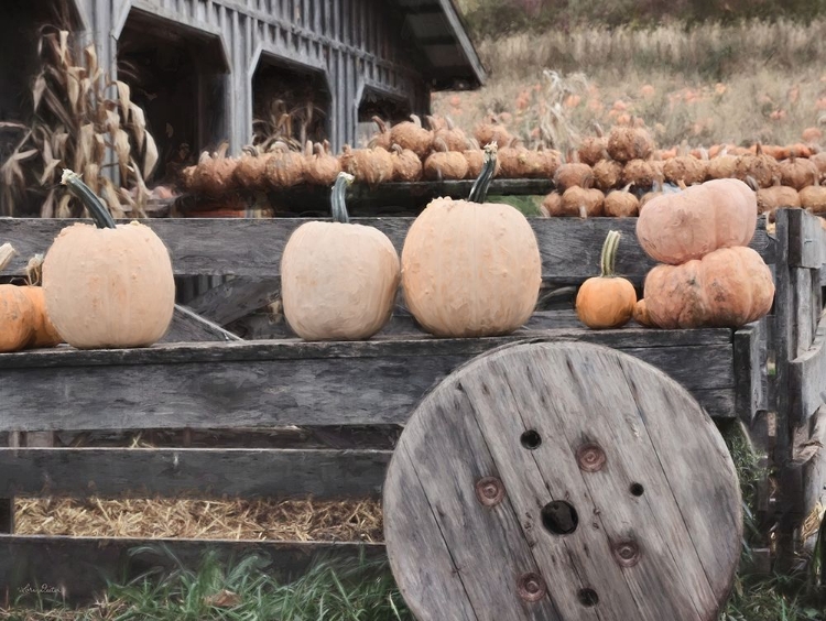 Picture of PUMPKIN MARKET