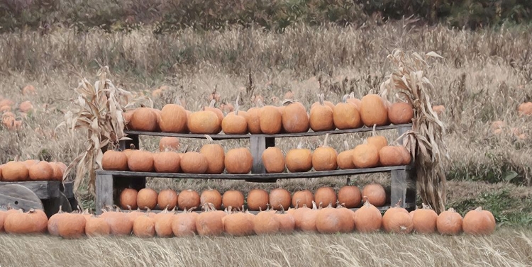 Picture of PUMPKIN PICKING