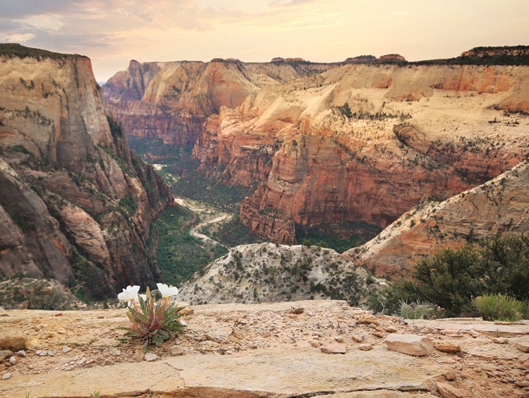 Picture of ZION DESERT LIFE