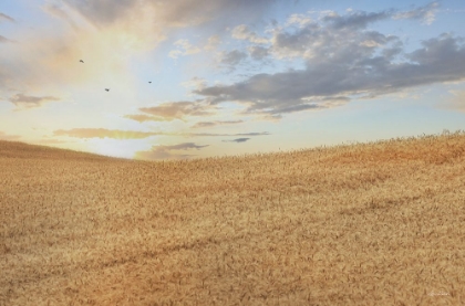 Picture of AMBER WAVES OF GRAIN AT SUNRISE