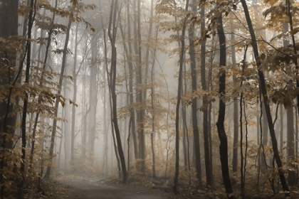 Picture of FOGGY FOREST IN FALL