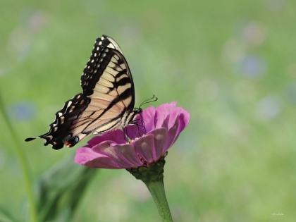 Picture of BUTTERFLY RESTING SPOT I