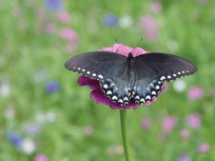 Picture of BUTTERFLY RESTING SPOT II