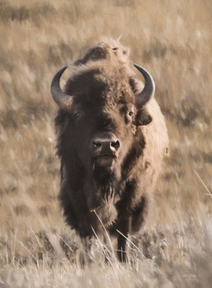 Picture of YELLOWSTONE BISON