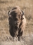 Picture of YELLOWSTONE BISON