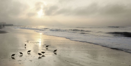 Picture of SANDPIPERS AT SUNRISE
