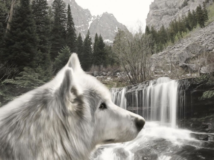 Picture of WOLF WATERFALL VISIT