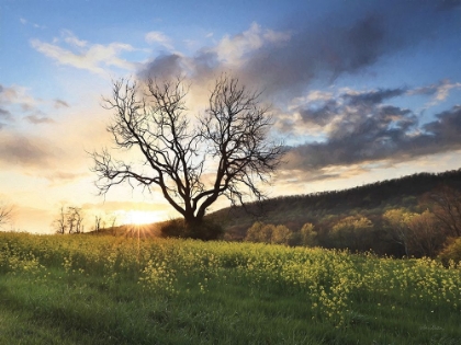 Picture of CLARK VALLEY SUNSET