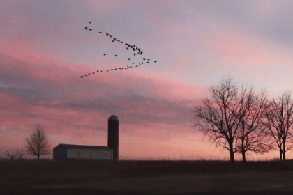 Picture of SPRING MIGRATION OF SNOW GEESE