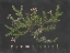 Picture of ALPINE AZALEA