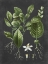 Picture of CITRUS BOTANICAL