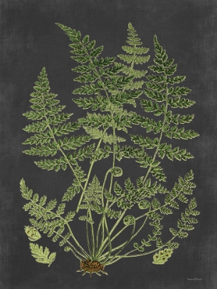 Picture of FERN STUDY