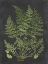 Picture of FERN STUDY