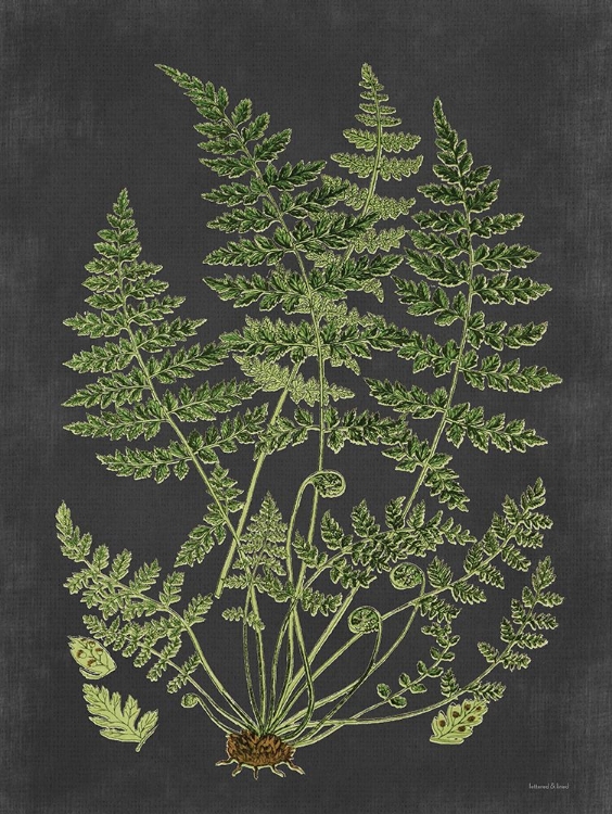 Picture of FERN STUDY