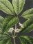 Picture of GRAND LEAVES