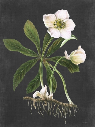 Picture of HELLEBORE