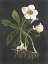 Picture of HELLEBORE
