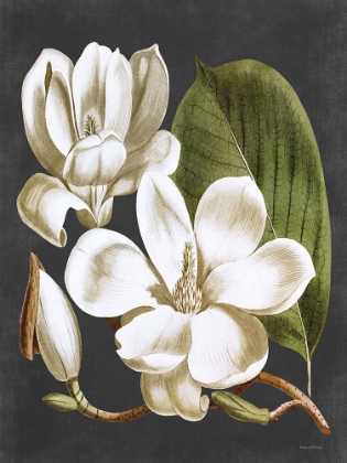 Picture of MAGNOLIA