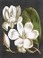 Picture of MAGNOLIA
