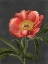 Picture of PEONY