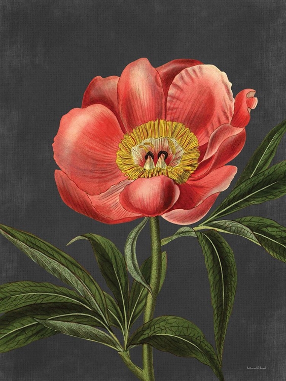 Picture of PEONY