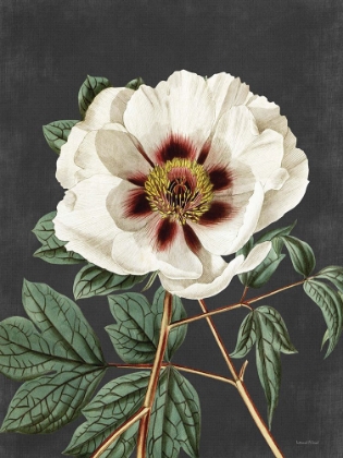 Picture of VINTAGE ROSE