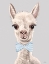 Picture of BABY BOY ALPACA