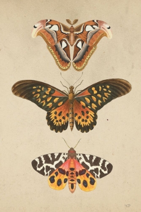 Picture of BUTTERFLY AND MOTHS