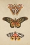 Picture of BUTTERFLY AND MOTHS