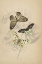 Picture of BUTTERFLY TRIO