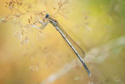 Picture of DAMSELFLY