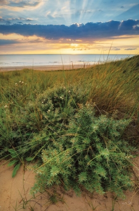 Picture of DUTCH DUNES