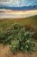Picture of DUTCH DUNES