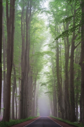 Picture of FOGGY ROAD