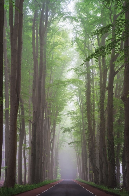 Picture of FOGGY ROAD