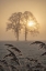 Picture of FROSTED SUNRISE II