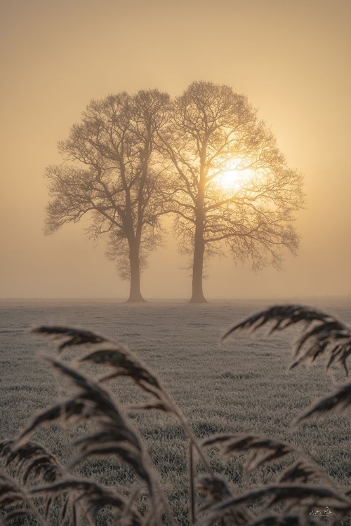 Picture of FROSTED SUNRISE II