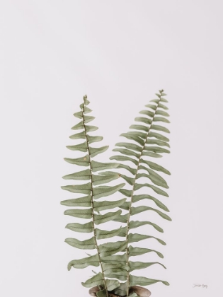 Picture of BOHO FERN