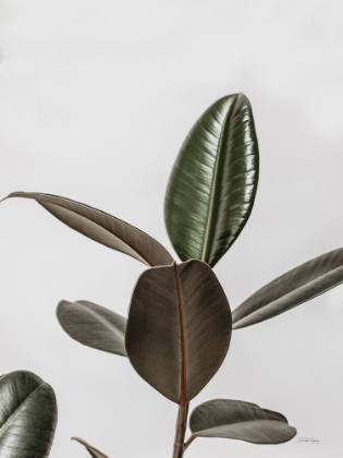 Picture of BOHO RUBBER TREE