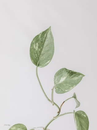 Picture of BOHO POTHOS