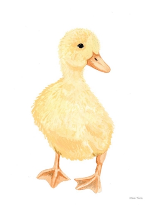 Picture of ADORABLE FLUFFY DUCKLING
