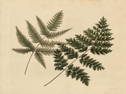 Picture of ANTIQUE FERNS 1