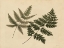 Picture of ANTIQUE FERNS 1