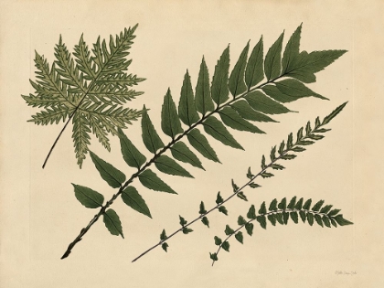 Picture of ANTIQUE FERNS 2