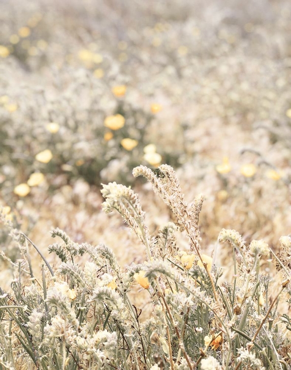 Picture of SWEET VINTAGE FIELD