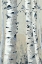 Picture of ASPEN BIRCH